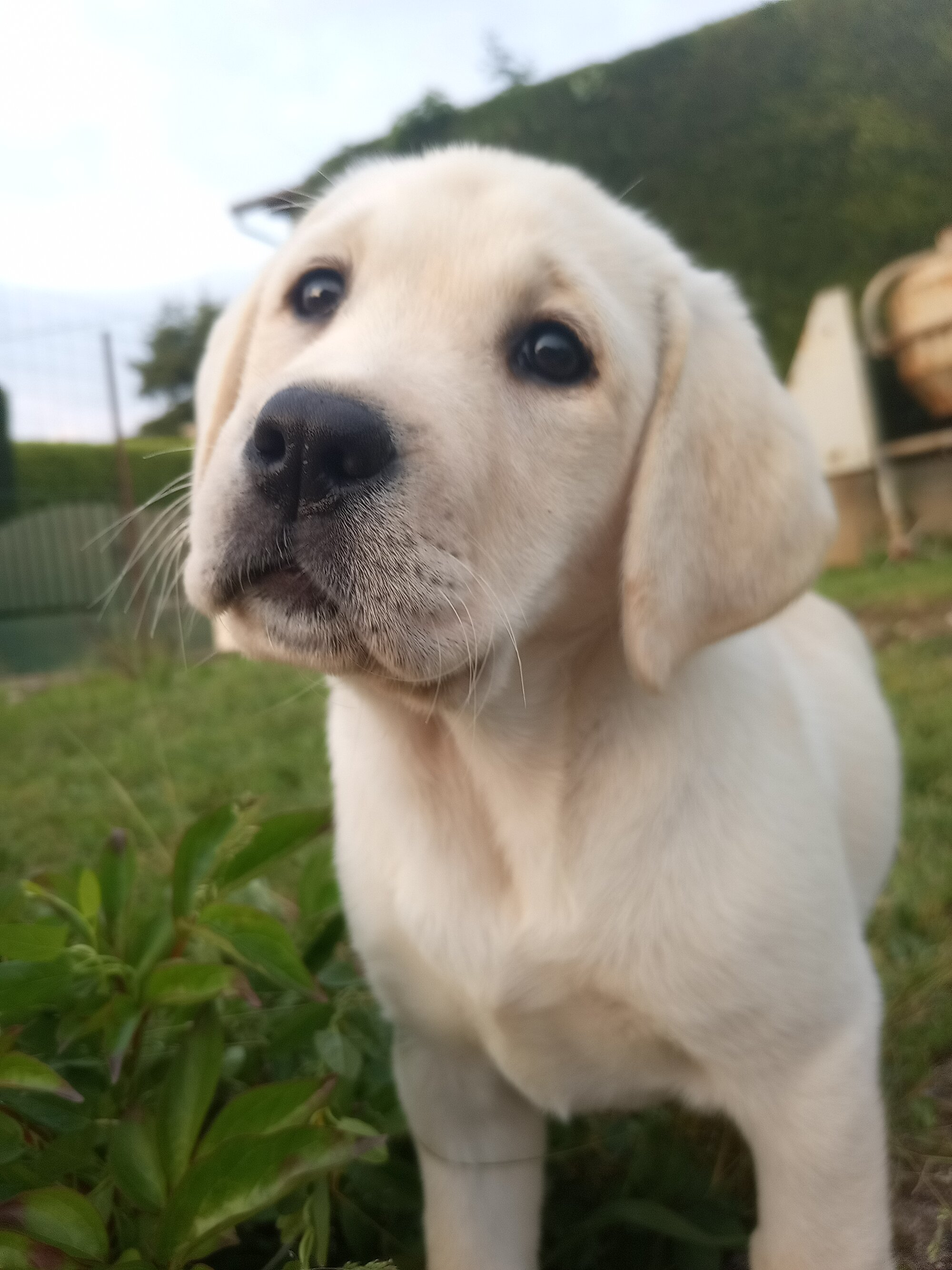 Uska