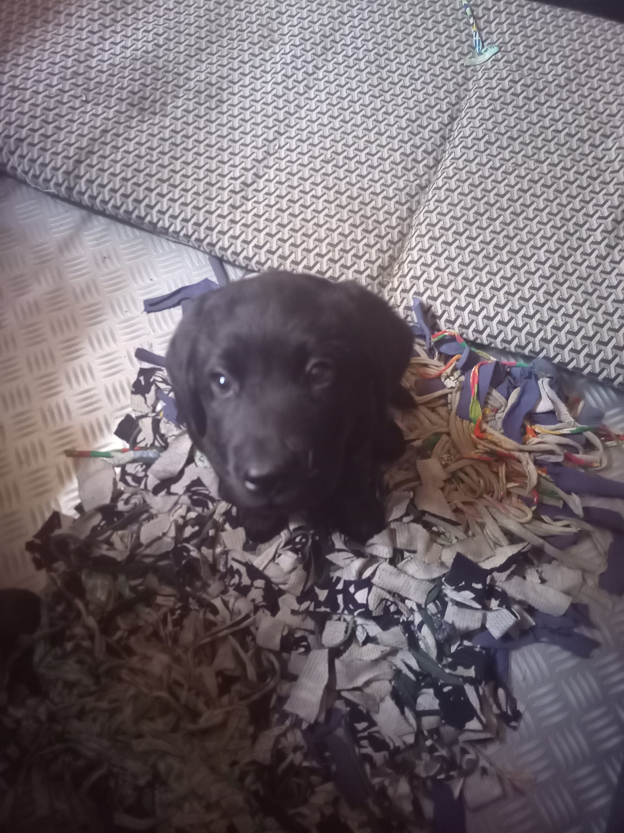 Vador