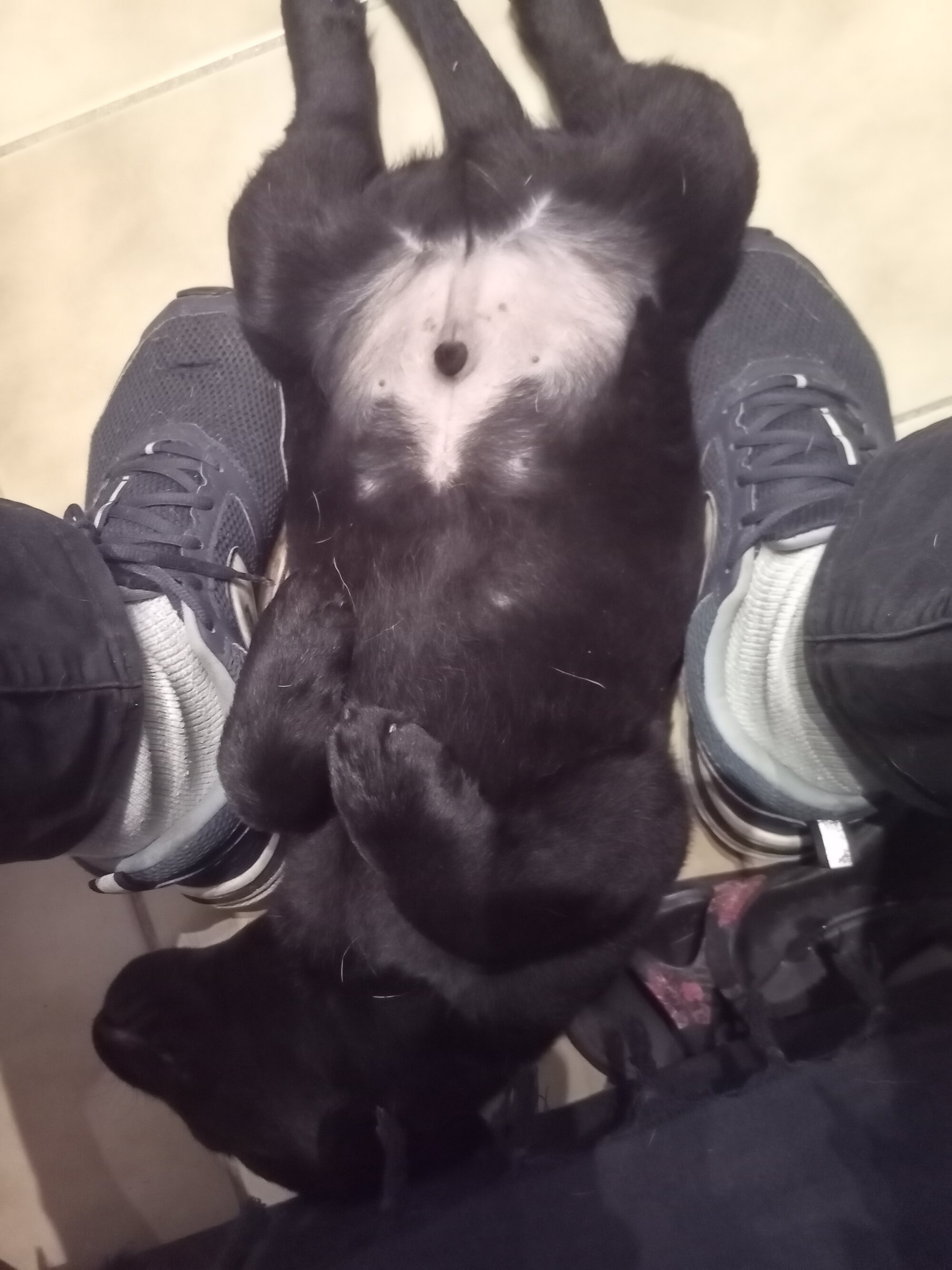 Vador